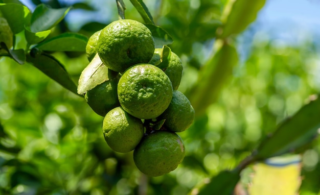 Citrus hystrix, called the kaffir lime, is a citrus fruit native to tropical Southeast Asia and southern China. Selected focus.