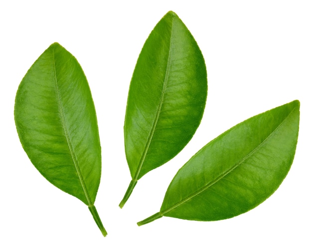 Citrus leaves Clipping Path