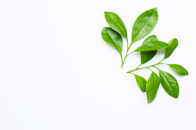 Citrus leaves on a white space. Top view