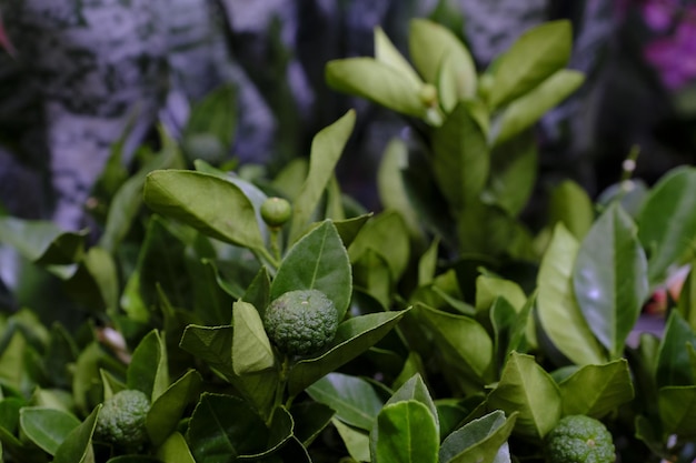 Citrus limetta Pursha plant in a pot close-up. Sale in the store. Selective focus.