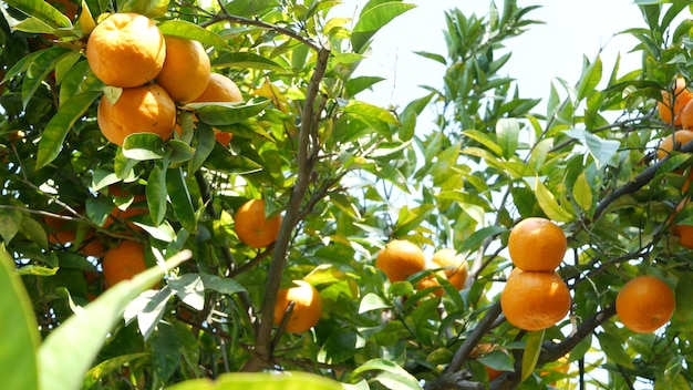 Citrus orange mandarin fruit tree, California USA. exotic tropical garden, agricultural plantation,