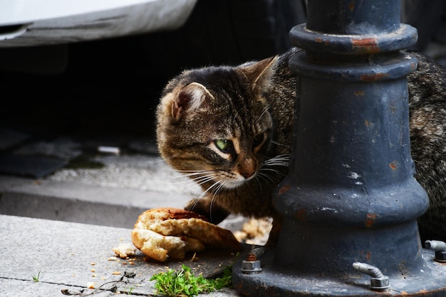 City cat In front of the cat is a large piece of white bread City photography