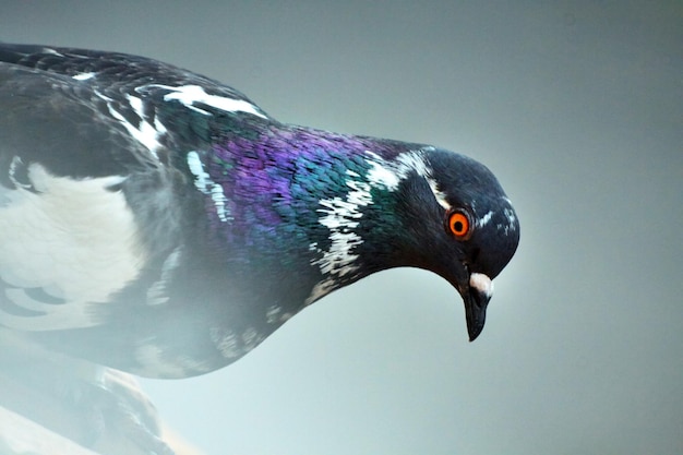 City dove with colorful plumage close up view