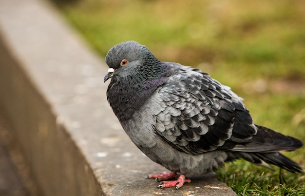 City doves or City pigeons crowd streets and public squares