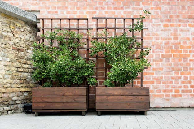 City outside decoration with two wooden boxes with green bushes and red orange brick wall