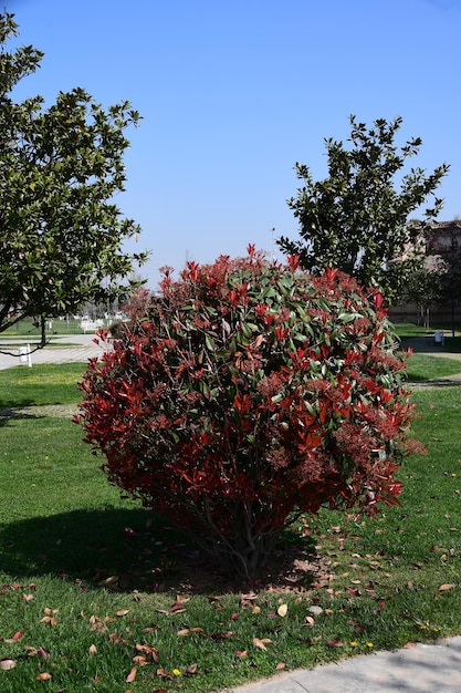 City park in Istanbul Beautiful bush with red and green leaves