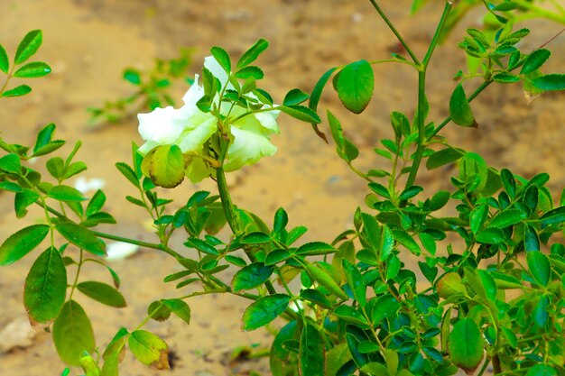 Photo city park jaipur