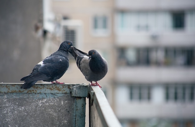 City pigeon sits on a fence in the street