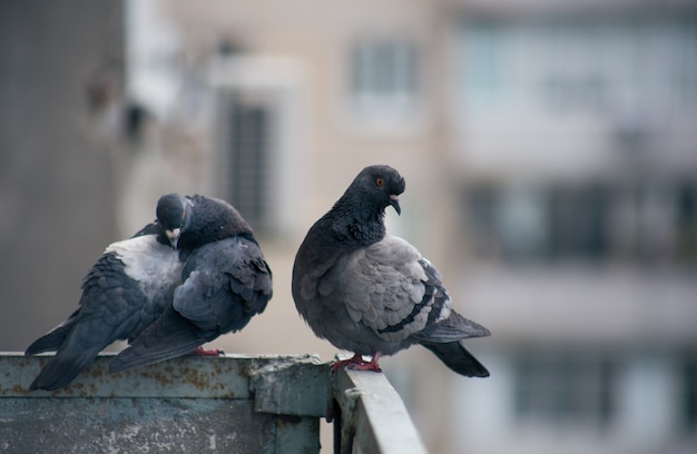 City pigeon sits on a fence in the street