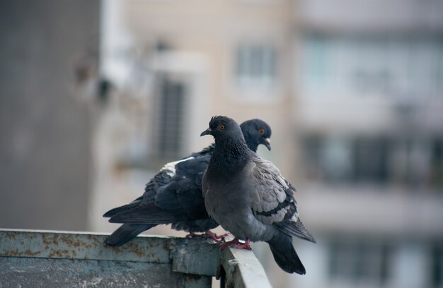 City pigeon sits on a fence in the street