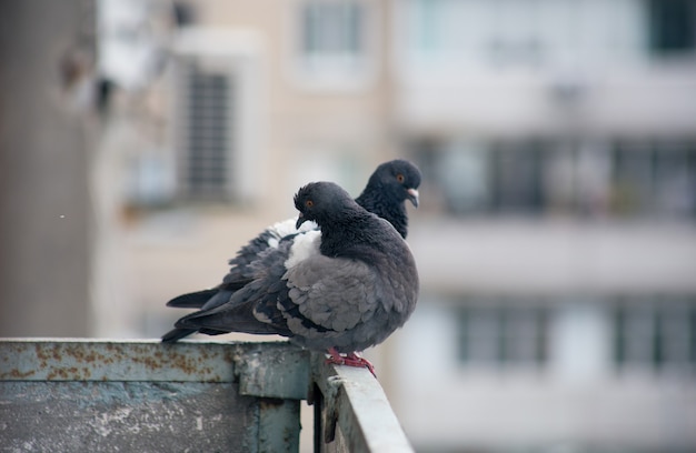 Photo city pigeon sits on a fence in the street