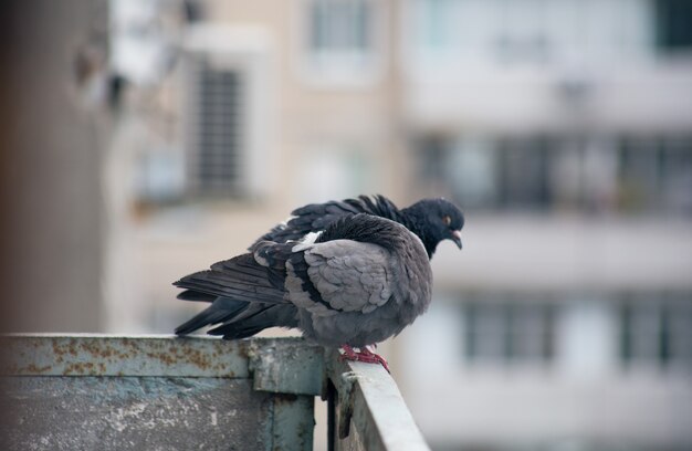 City pigeon sits on a fence in the street