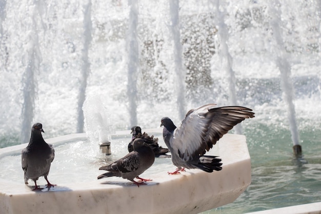 City pigeons by the side of fountain