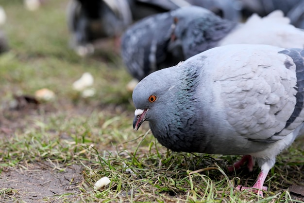 City pigeons closeup