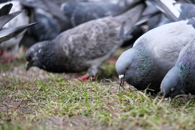 City pigeons closeup