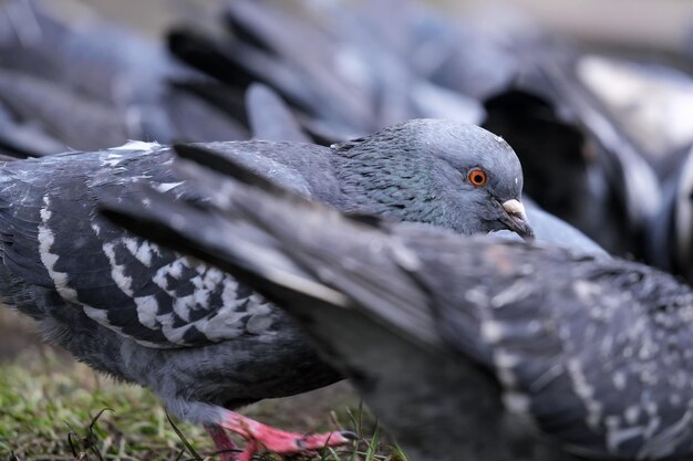 City pigeons closeup