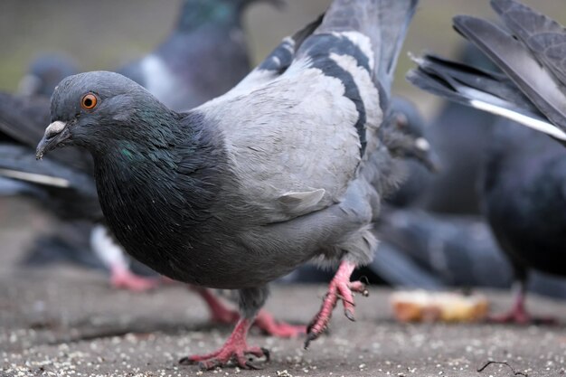 City pigeons closeup