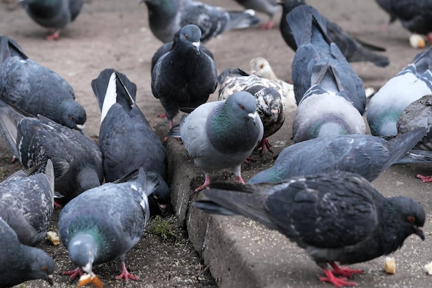 City pigeons closeup