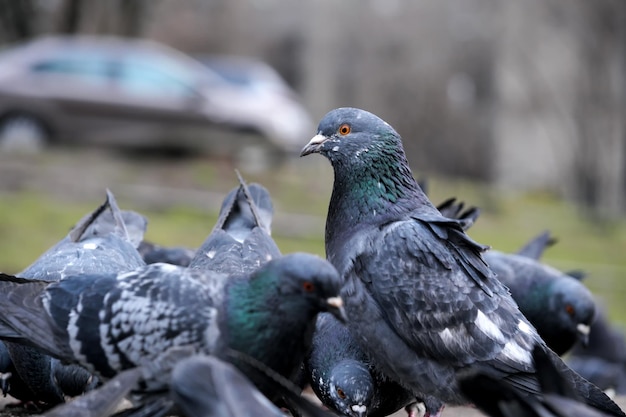 City pigeons closeup