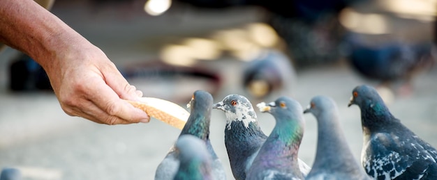 Photo city pigeons eat from a man's hand close up panorama