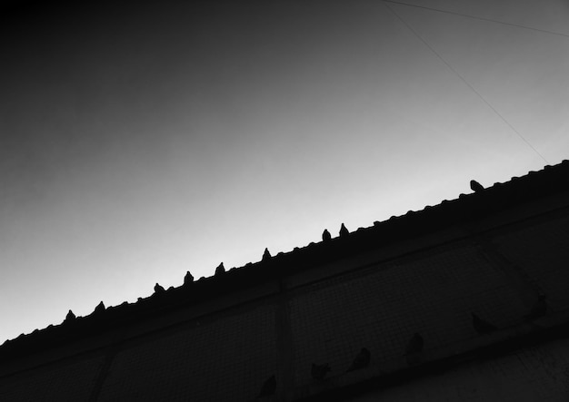 City pigeons sitting on diagonal roof backdrop