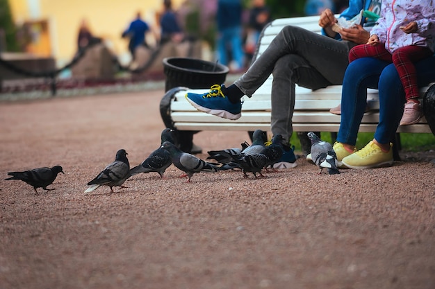 In the city public park, a family rests on a bench and feeds pigeons and sparrows with food