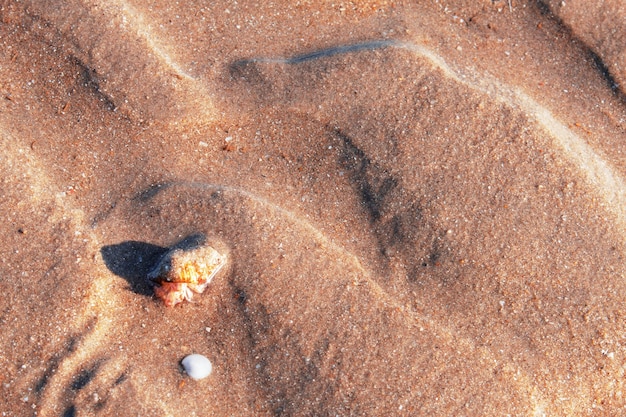 Clams and sand of background.