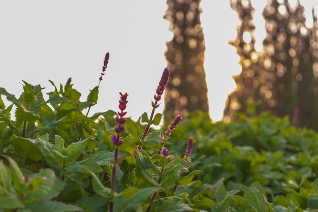 Clary sage field, sunrise.