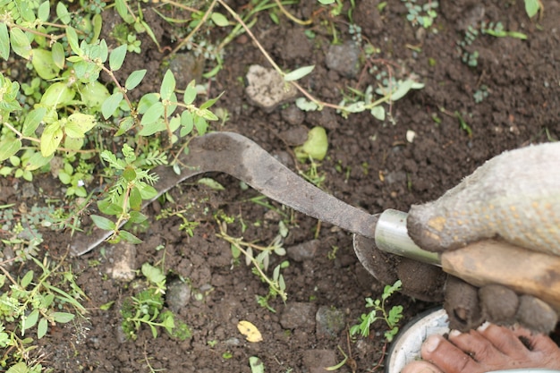 clean the grass in the yard