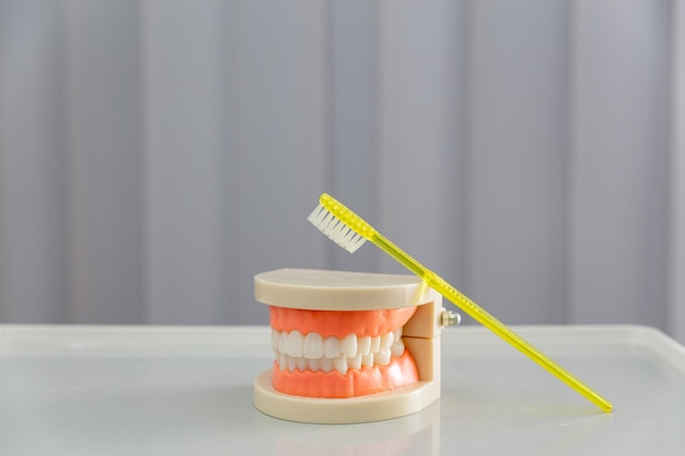 Clean teeth dental jaw model and yellow thooth brush on gray background