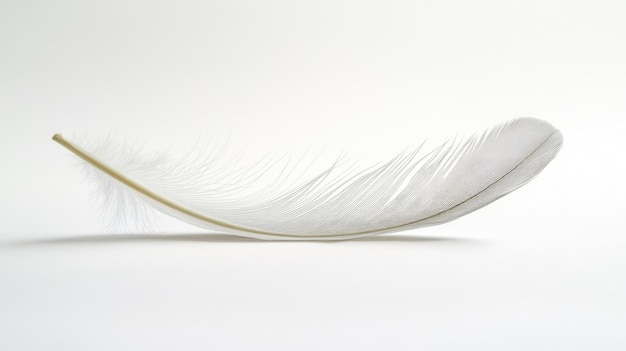 Photo clean white background with a single feather softly lit and perfectly placed