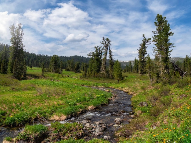 Photo clean winding stream on a plateau in the vicinity of the siberian taiga ecofriendly green mountain highlands with a winding stream through green grass with flowering plants