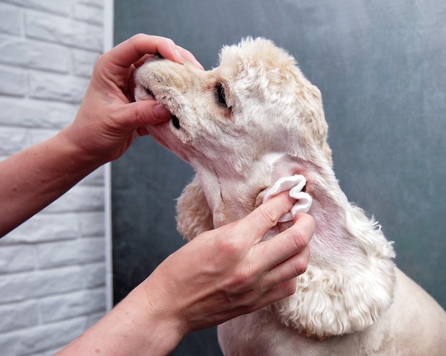 Cleaning the ears of an American Cocker spaniel in a dog salon