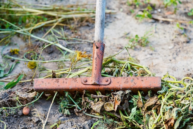 Photo cleaning of garden from dried plants by rake