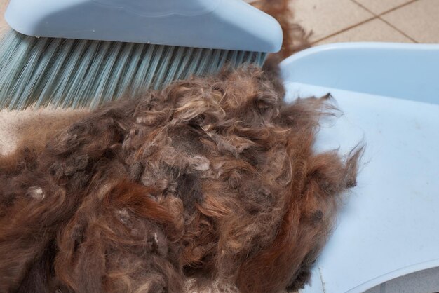 Cleaning and sweeping the beauty salon for animals after grooming trimmed hair wool after cutting