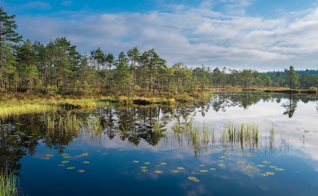 Clear, clean summer morning in the Ozernoe swamp nature reserve in the Leningrad region Russia