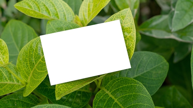 Clear minimal business card mockup on green leaves background premium psd