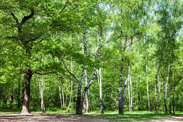 Clearing in green oak and birch forest