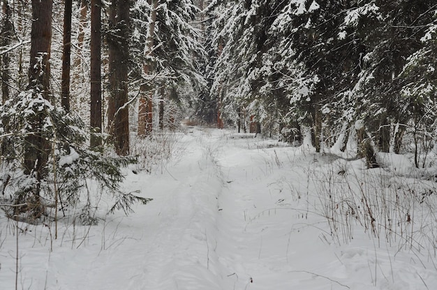 A clearing in a snowy January pine forest on a cloudy morning Moscow region Russia