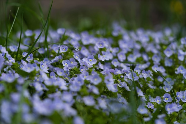 Clearing of tender forgetmenots at close range