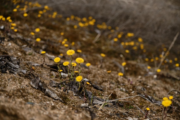 Clearing of wild primroses in the desert Tussilago yellow small flowers grow out of sand