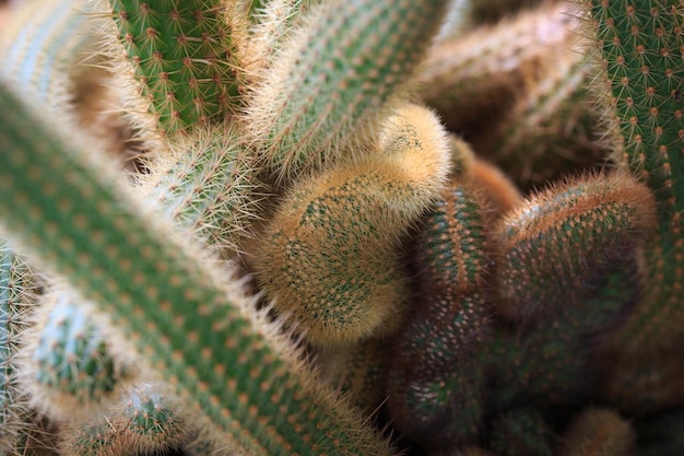 Cleistocactus winteri The texture of the cactus Lots of branches with thorns Background for cactus farm or flower shop