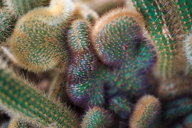 Cleistocactus winteri The texture of the cactus Lots of branches with thorns Background for cactus farm or flower shop