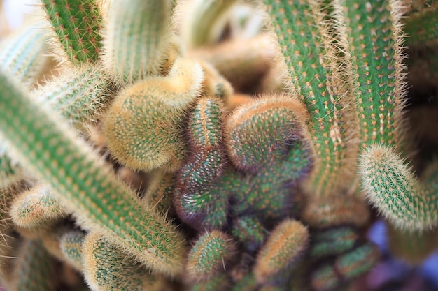 Cleistocactus winteri The texture of the cactus Lots of branches with thorns Background for cactus farm or flower shop