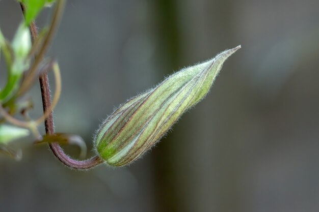 Clematis bud about to bloom in summertime