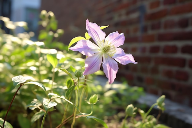 A clematis flower on a garden wall wallpaper