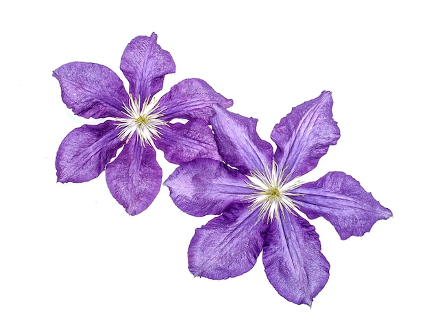 Clematis flowers on white background