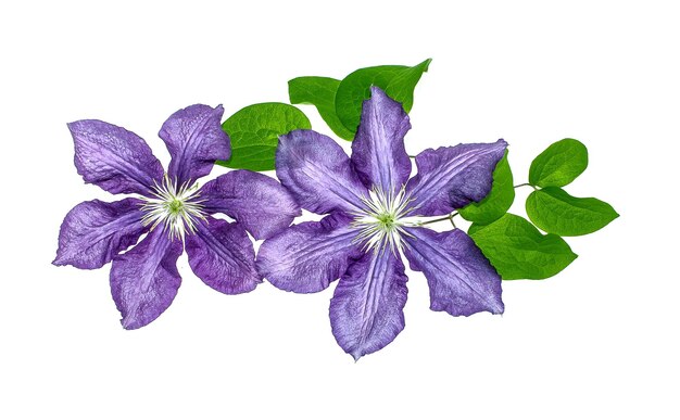 Clematis flowers on white background