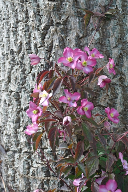 Clematis Montana on a tree