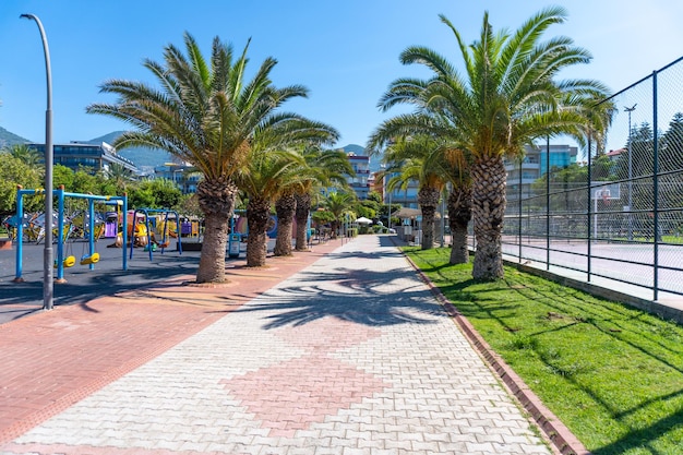 Cleopatra beach alley with palm trees